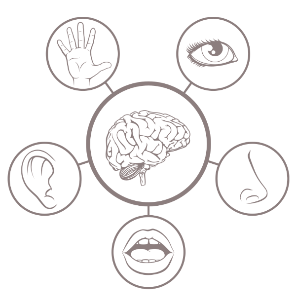 The five senses linked to the brain